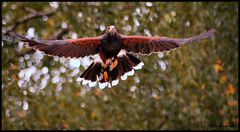 Harris Hawk