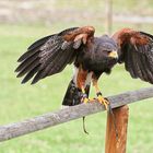 Harris Hawk