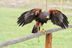 Harris Hawk