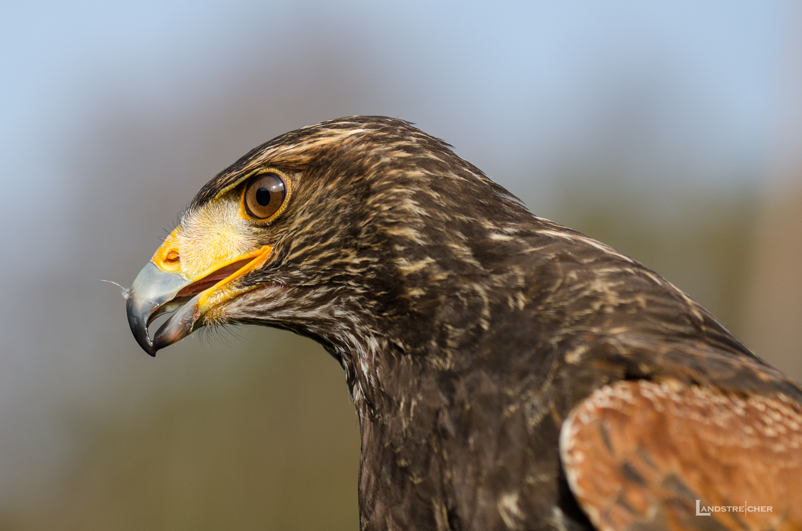 Harris Hawk