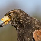 Harris Hawk