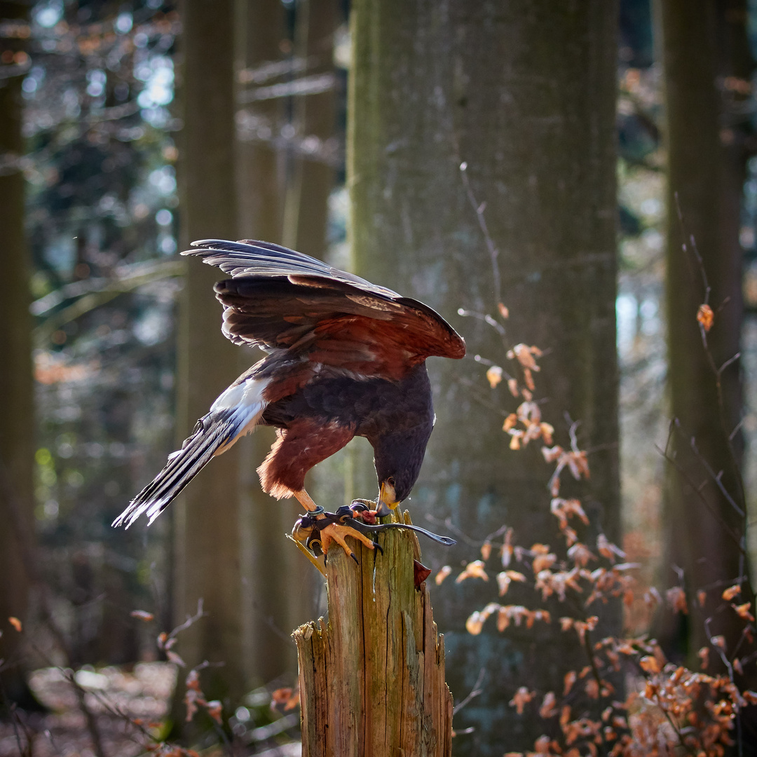 Harris-Hawk beim Fressen