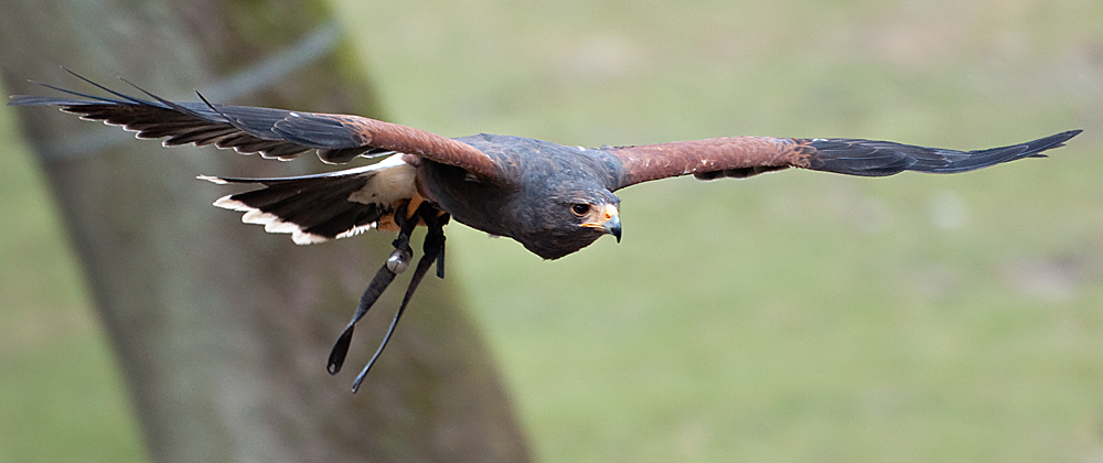 Harris Hawk