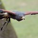 Harris Hawk