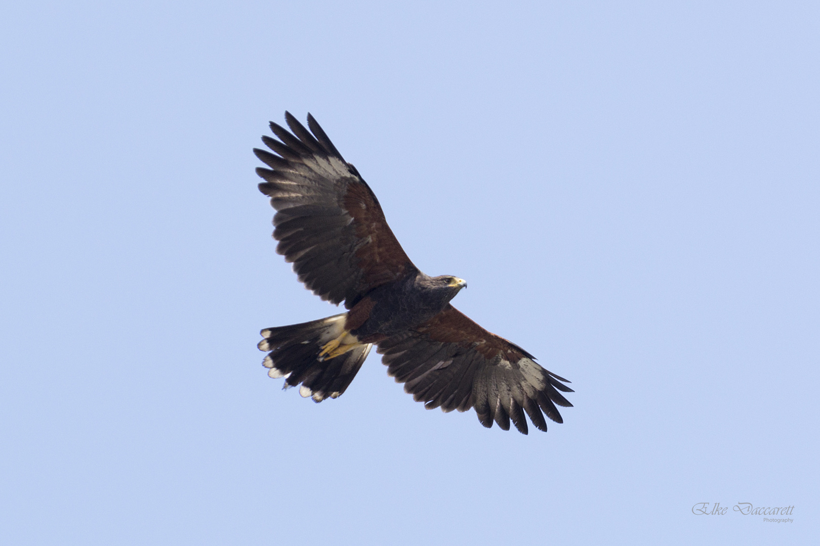 Harris Hawk...