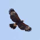 Harris Hawk...