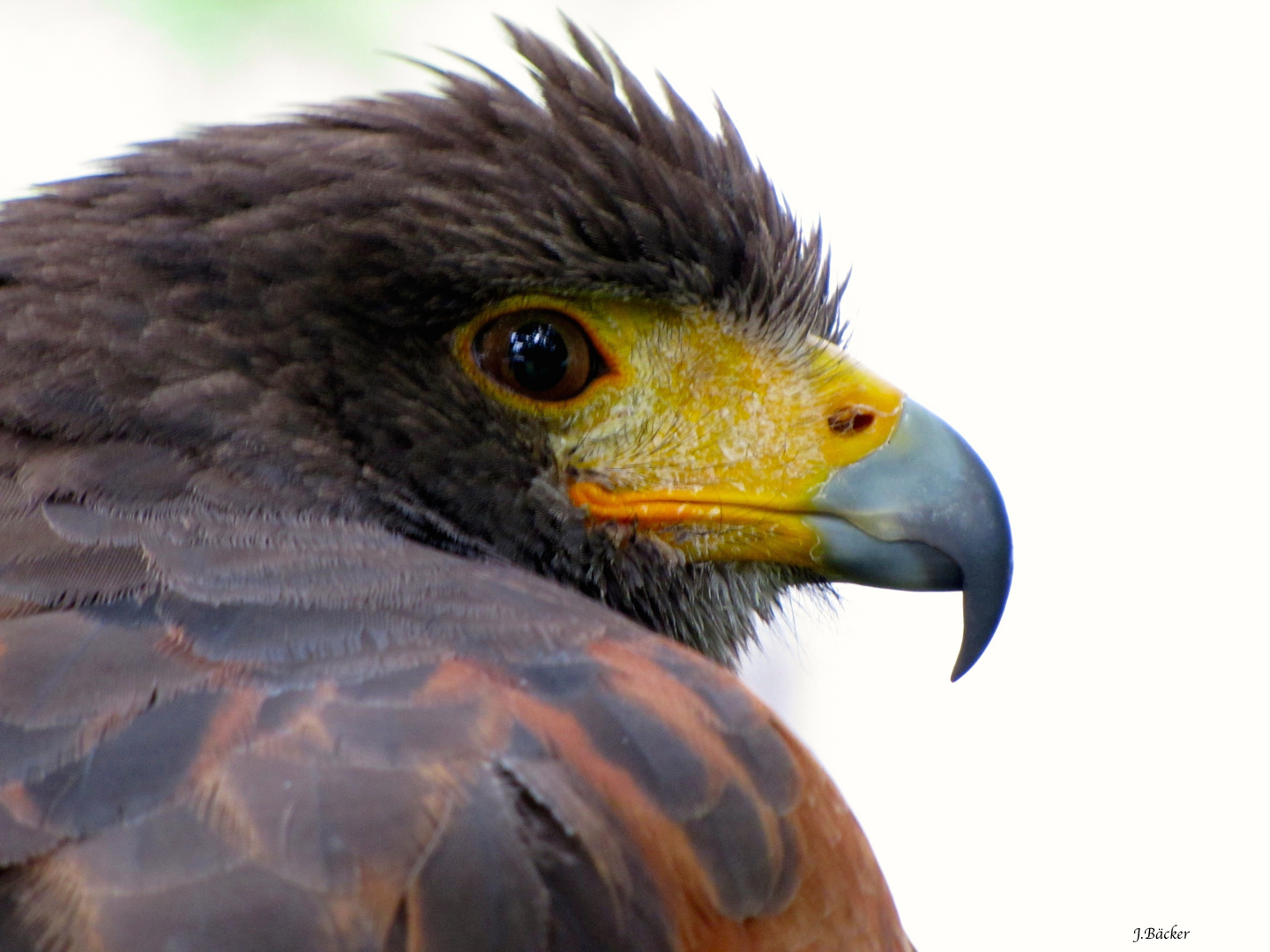 Harris Hawk