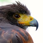 Harris Hawk