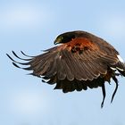 Harris Hawk