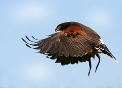 Harris Hawk