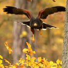 HARRIS HAWK