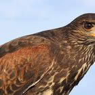 Harris Hawk