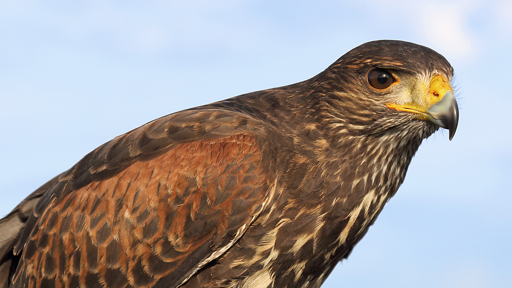 Harris Hawk