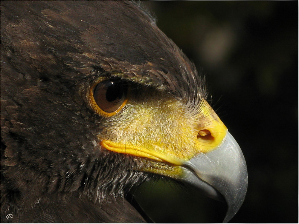 Harris Hawk