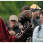 Harris Hawk - der Wüstenbussard