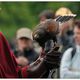 Harris Hawk - der Wstenbussard