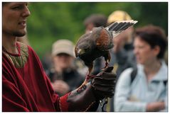 Harris Hawk - der Wüstenbussard