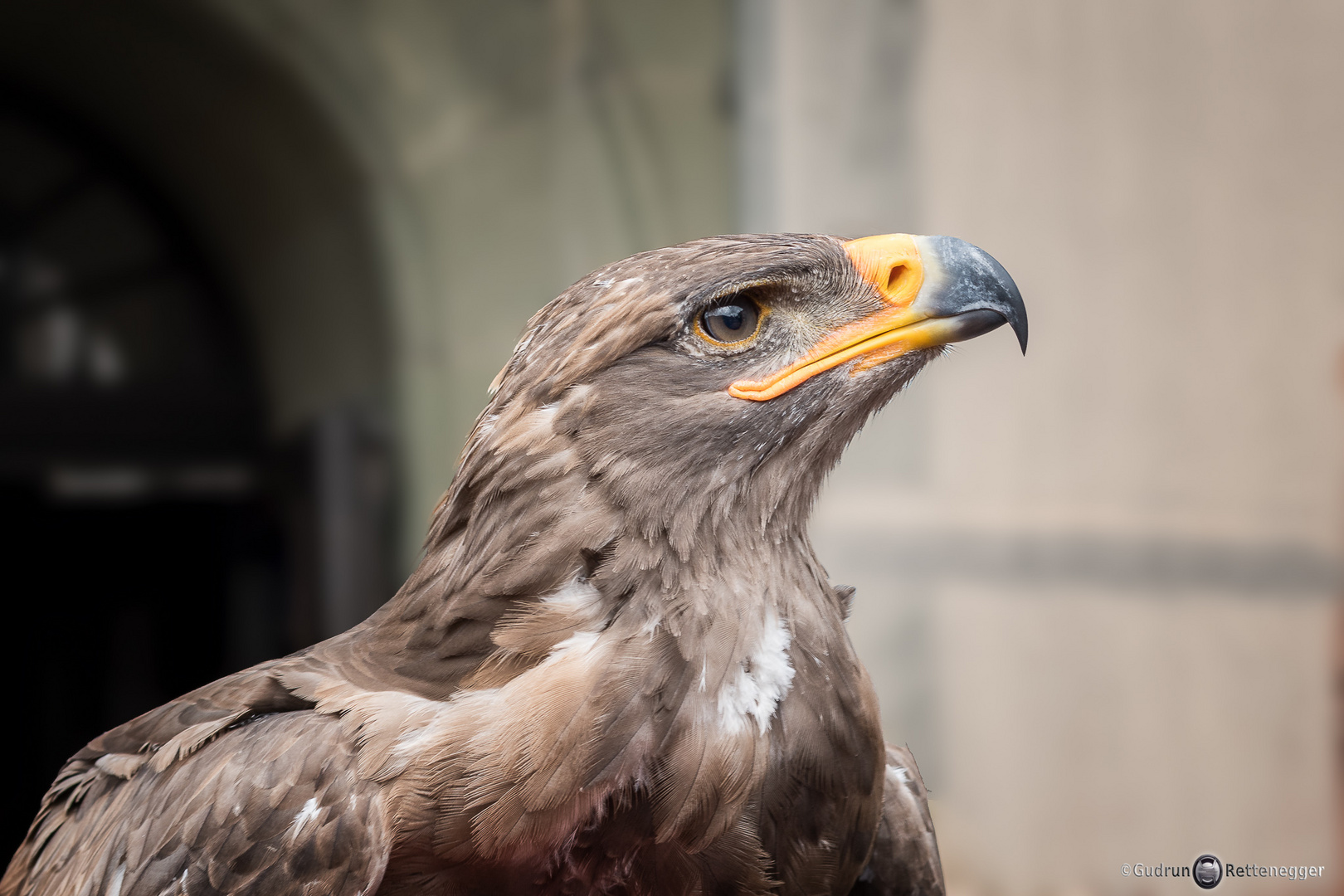 Harris Hawk