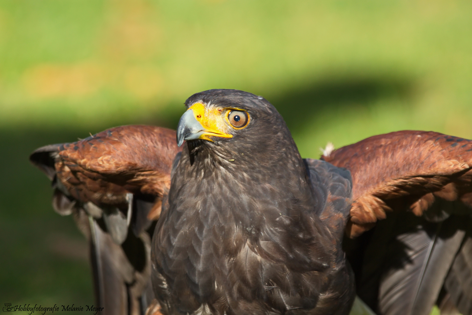 Harris Hawk