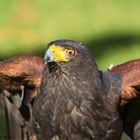 Harris Hawk