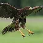 Harris-Hawk