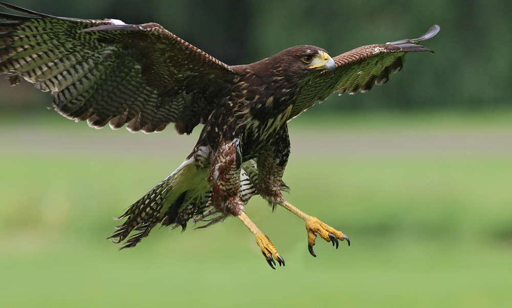 Harris-Hawk