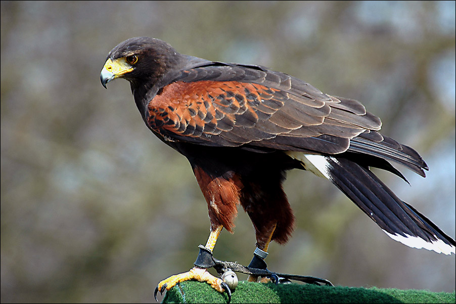 Harris Hawk