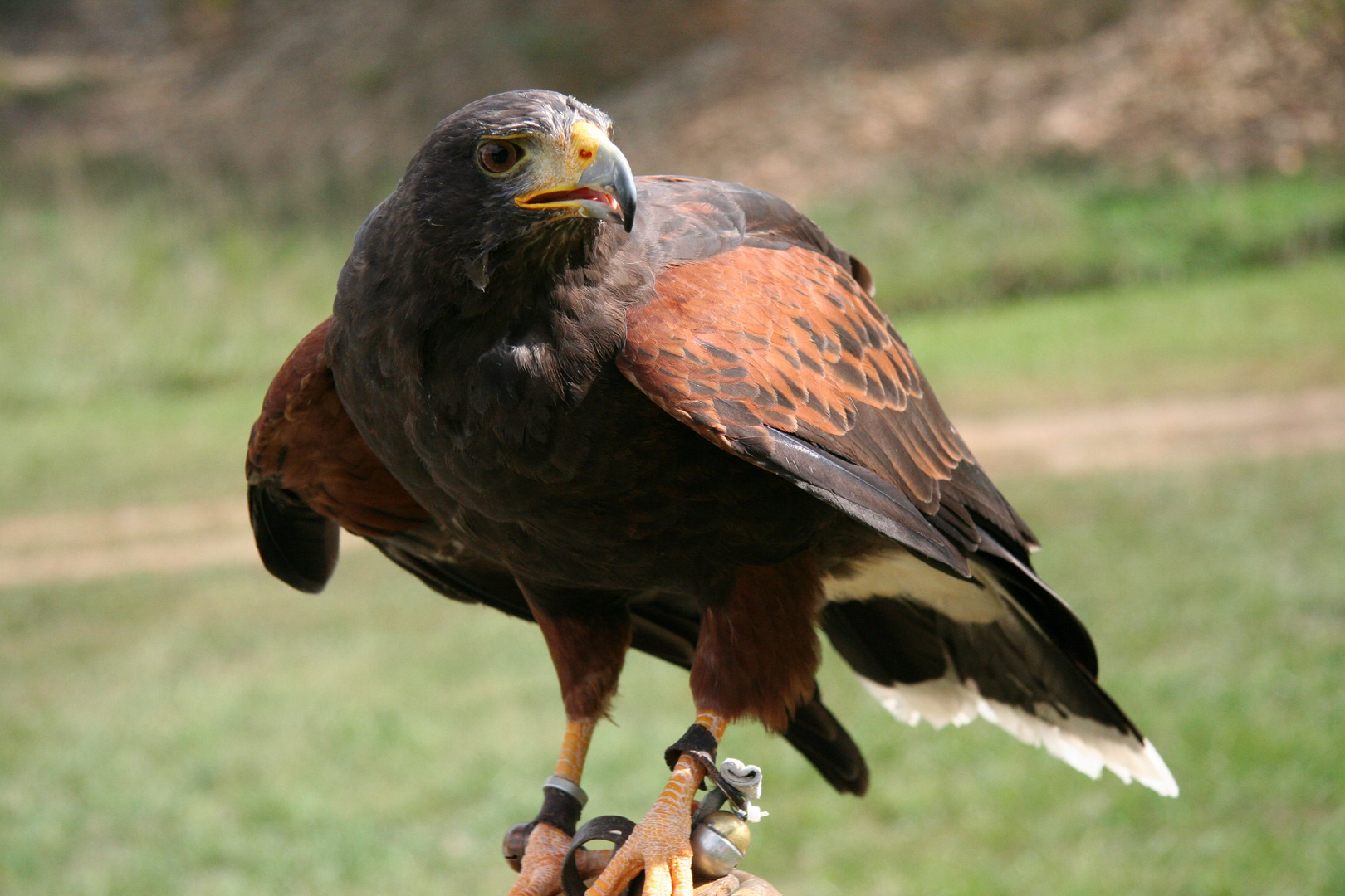 Harris' Hawk