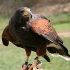 Harris' Hawk