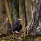 Harris-Hawk gut zu Fuß