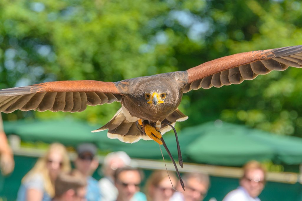 Harris Hawk im Anflug