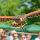 Harris Hawk im Anflug