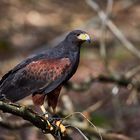 Harris-Hawk im Baum