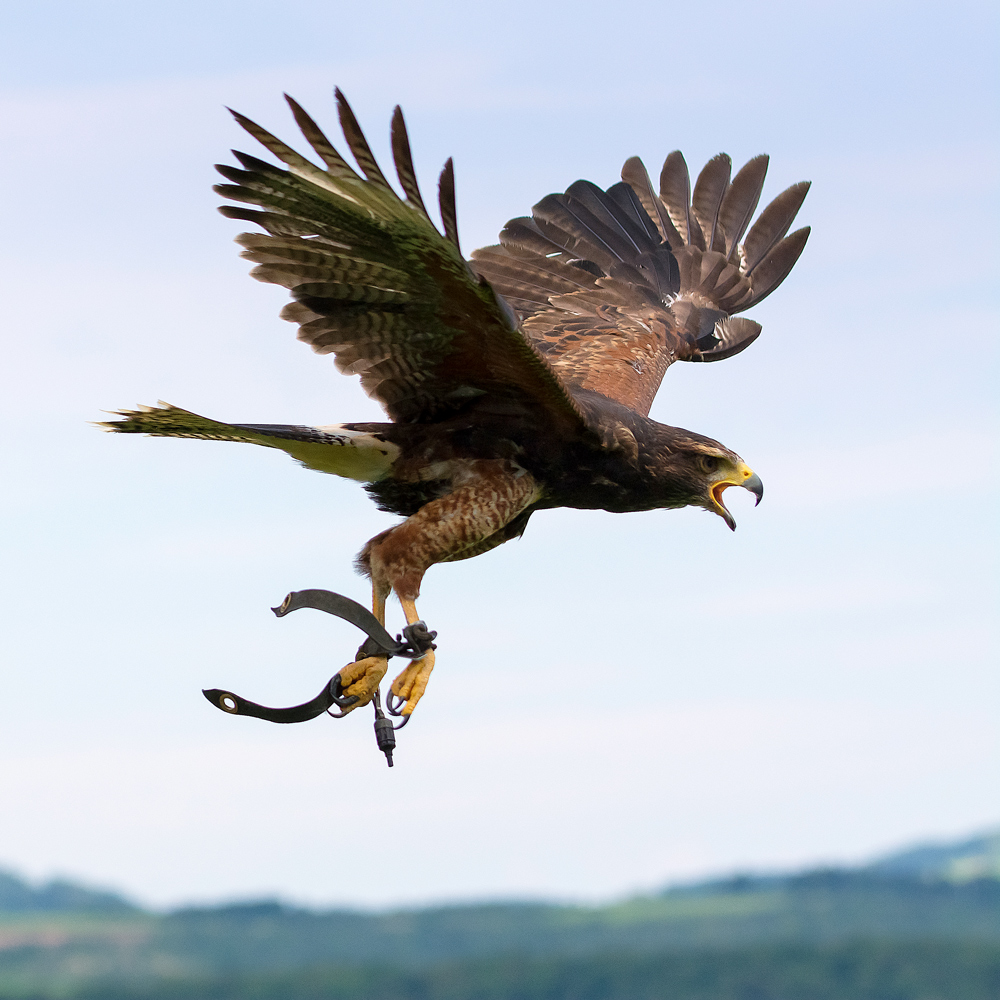 Harris Hawk im Landeanflug