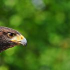 Harris Hawk im Portrait