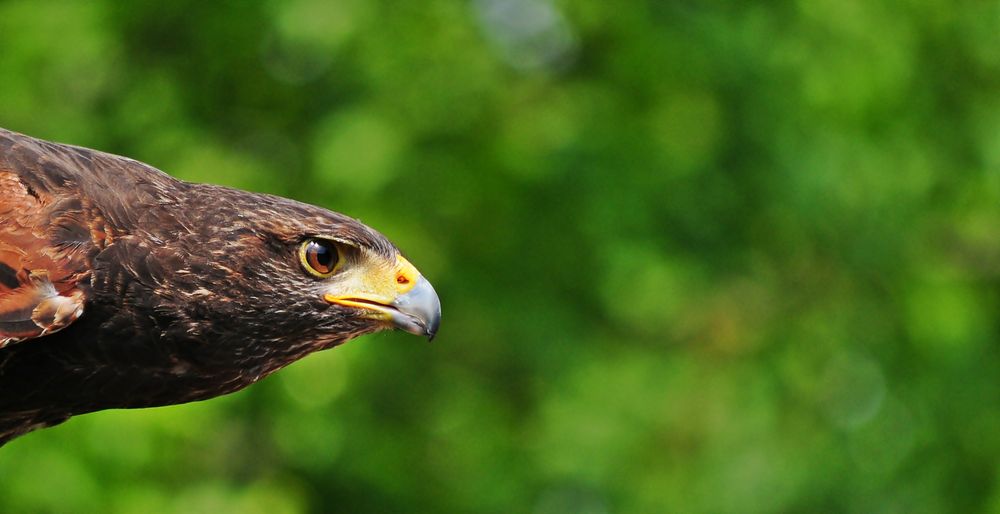 Harris Hawk im Portrait