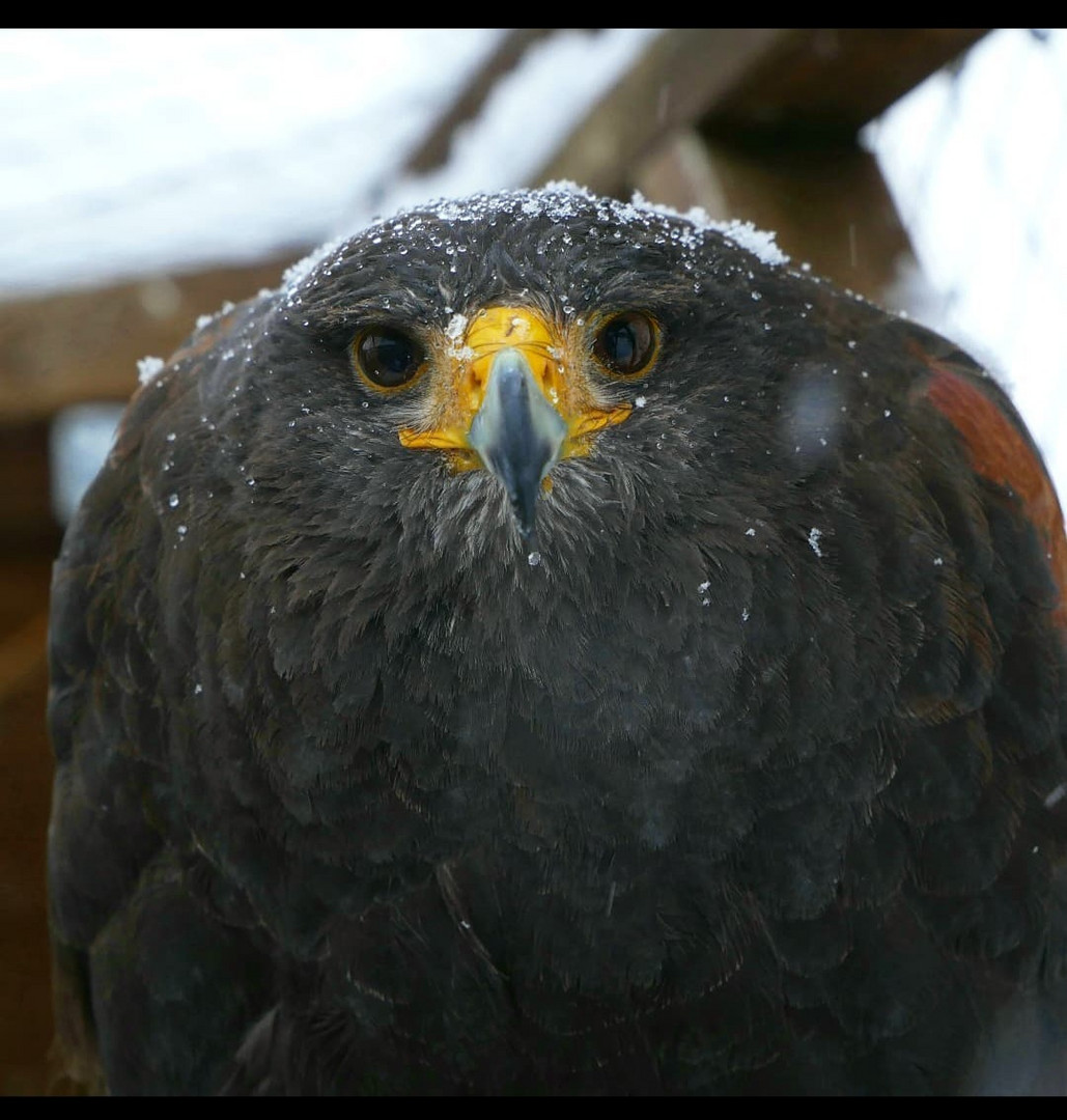 Harris Hawk im Winter 