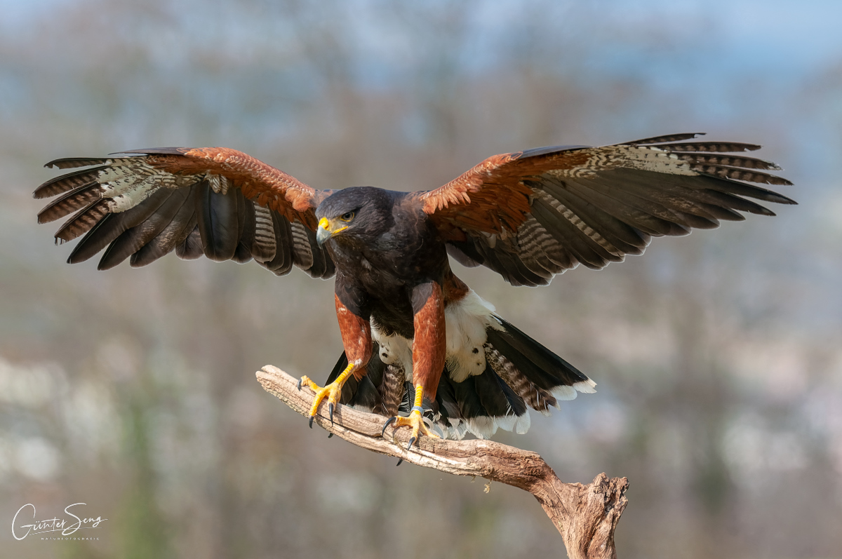 Harris Hawk ist gelandet