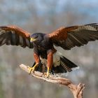 Harris Hawk ist gelandet