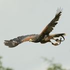 HARRIS HAWK JUMA