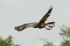 HARRIS HAWK JUMA