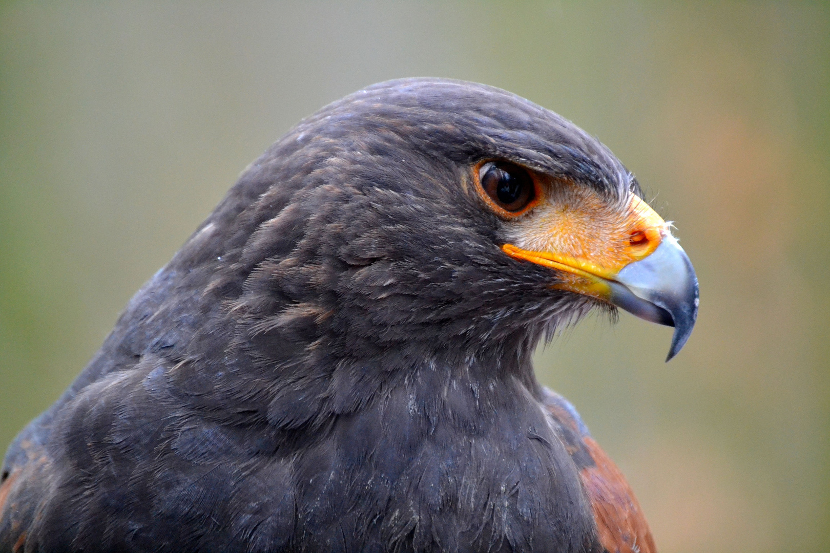 Harris Hawk "Merlin"