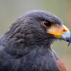 Harris Hawk "Merlin"