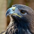 Harris Hawk „Mr. Harris"