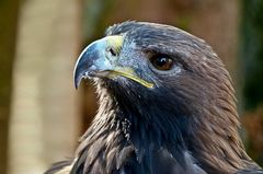 Harris Hawk „Mr. Harris"