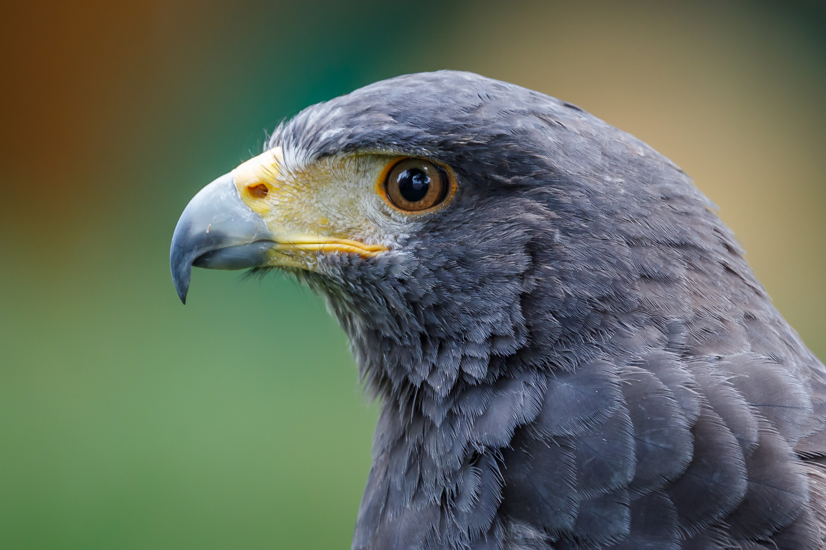 Harris Hawk (Parabuteo unicinctus)