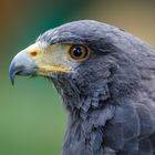 Harris Hawk (Parabuteo unicinctus)