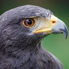 Harris Hawk (Parabuteo unicinctus)