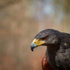 Harris-Hawk Portrait