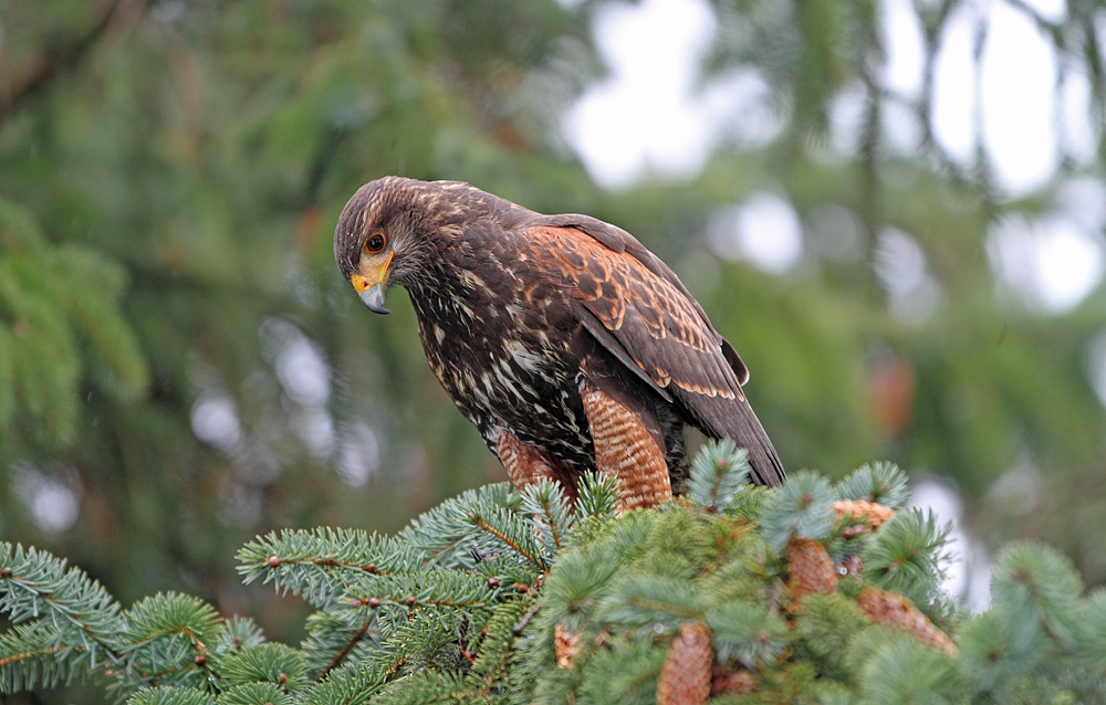 Harris Hawk Terzel....